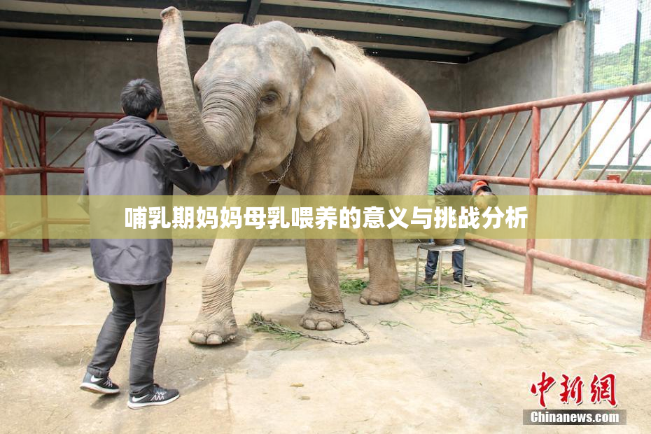 哺乳期妈妈母乳喂养的意义与挑战分析