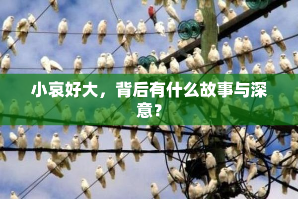 小哀好大，背后有什么故事与深意？