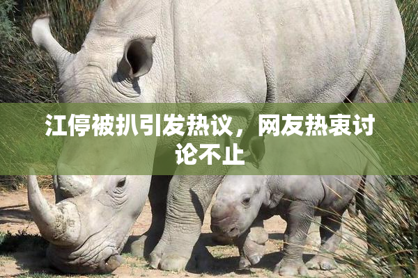 江停被扒引发热议，网友热衷讨论不止
