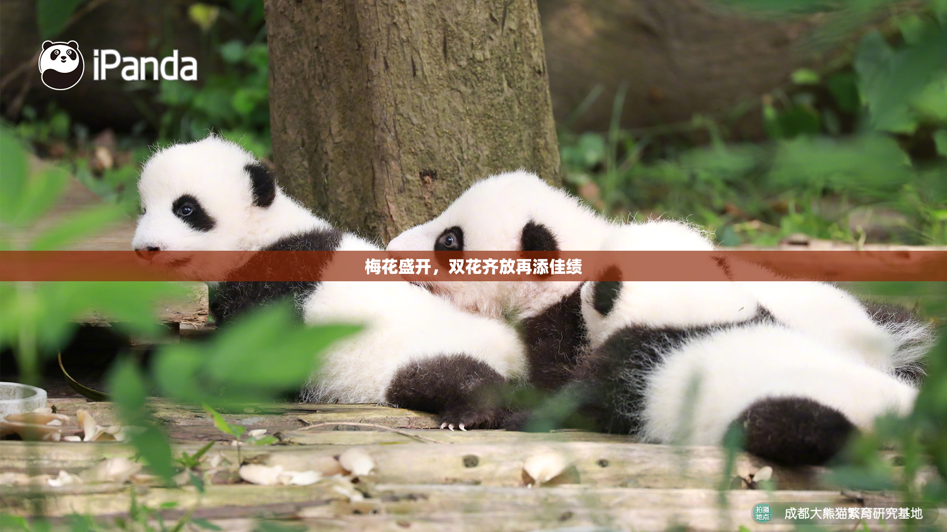 梅花盛开，双花齐放再添佳绩