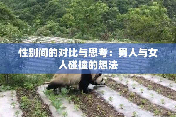 性别间的对比与思考：男人与女人碰撞的想法