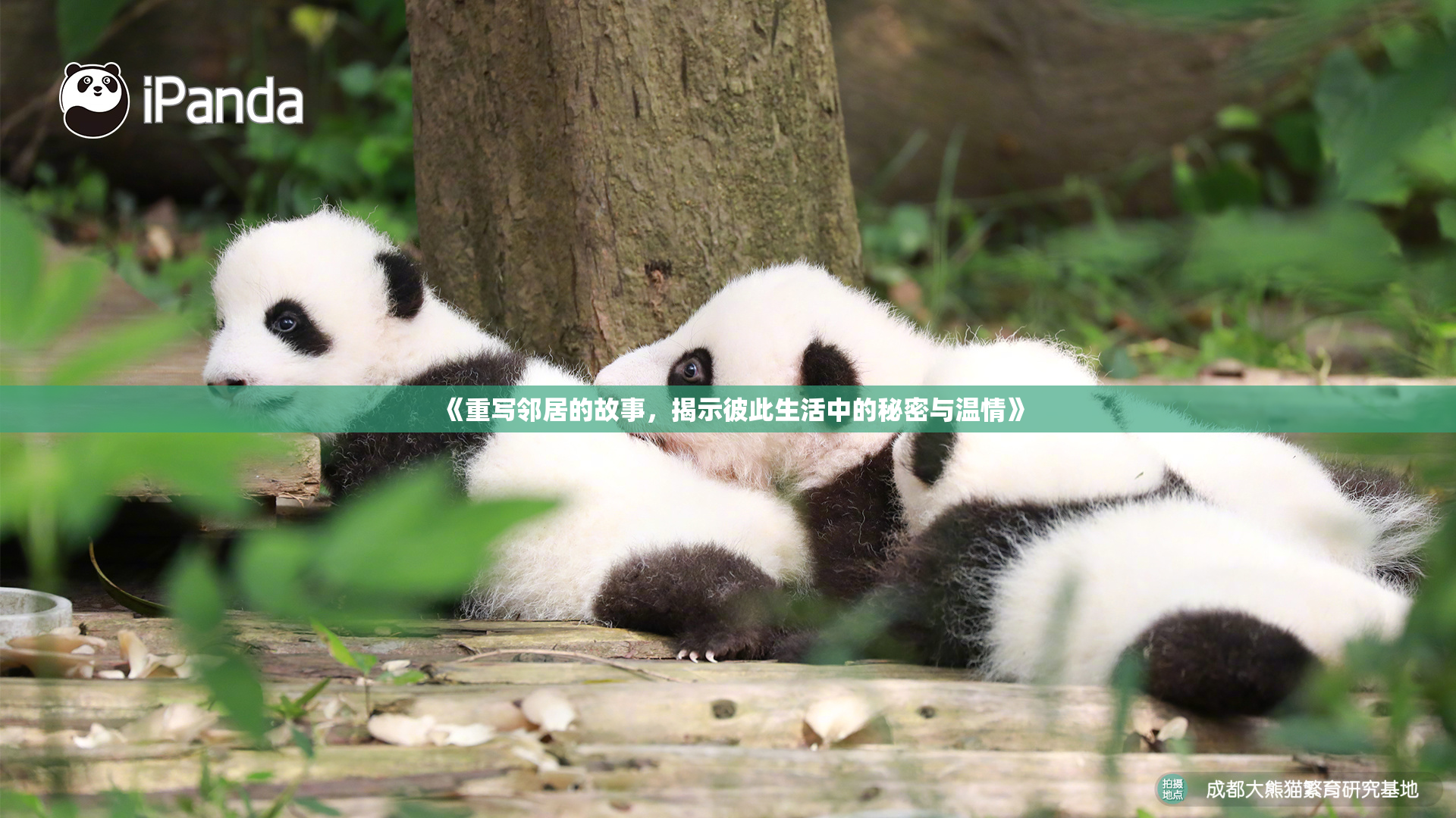 《重写邻居的故事，揭示彼此生活中的秘密与温情》