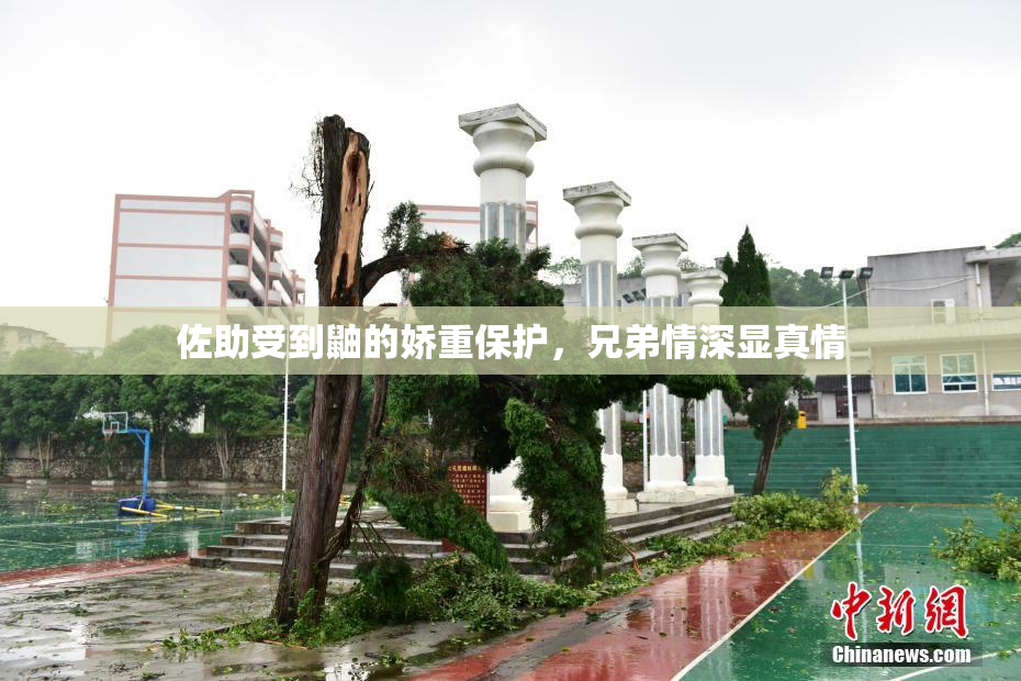 佐助受到鼬的娇重保护，兄弟情深显真情