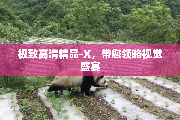极致高清精品-X，带您领略视觉盛宴