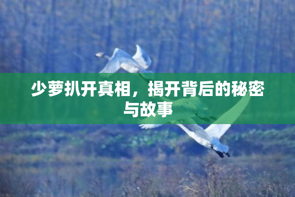 少萝扒开真相，揭开背后的秘密与故事