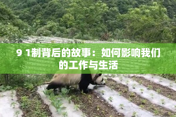 9 1制背后的故事：如何影响我们的工作与生活