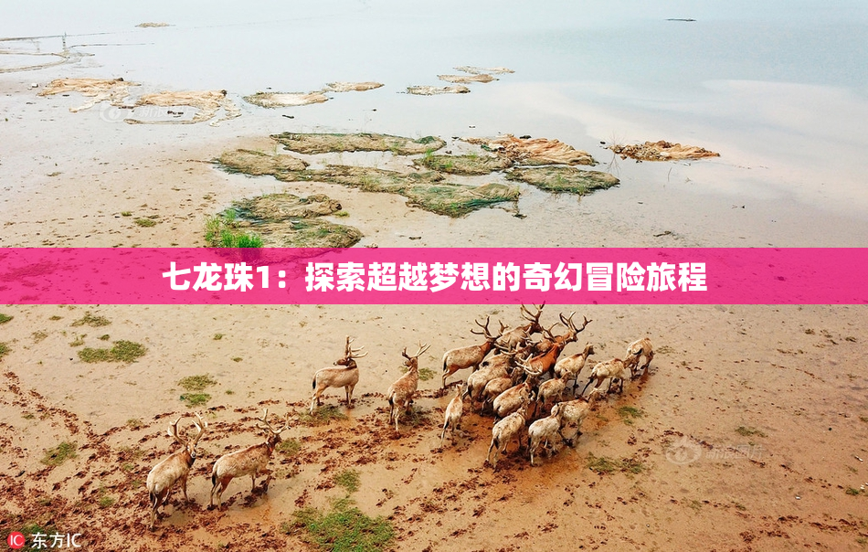 七龙珠1：探索超越梦想的奇幻冒险旅程