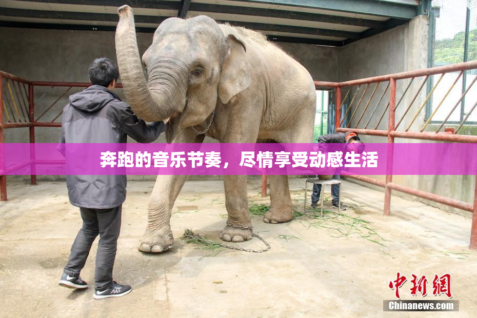 奔跑的音乐节奏，尽情享受动感生活