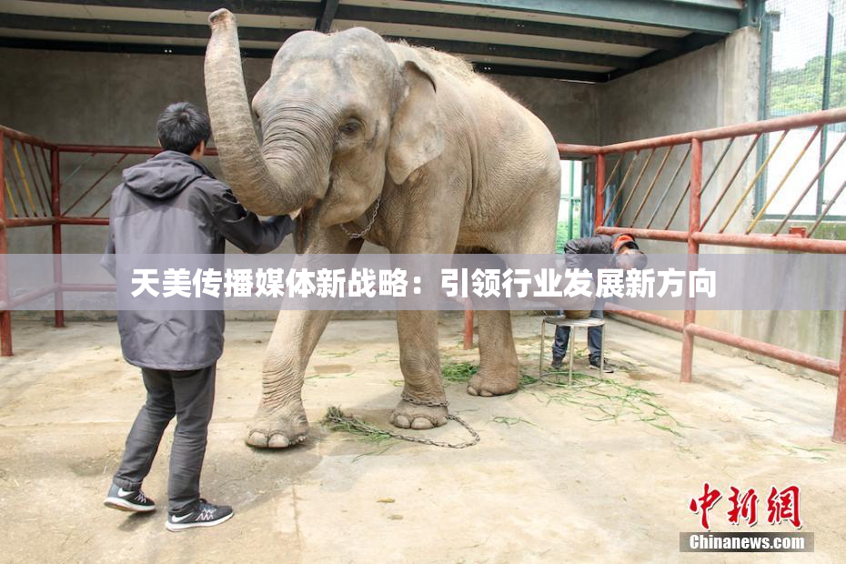 天美传播媒体新战略：引领行业发展新方向