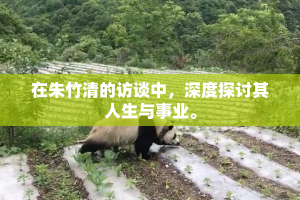 在朱竹清的访谈中，深度探讨其人生与事业。