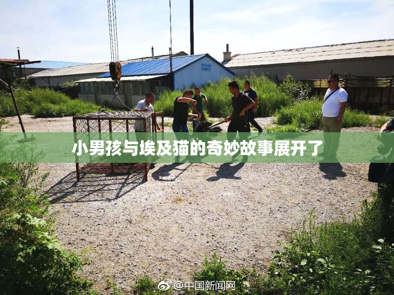 小男孩与埃及猫的奇妙故事展开了