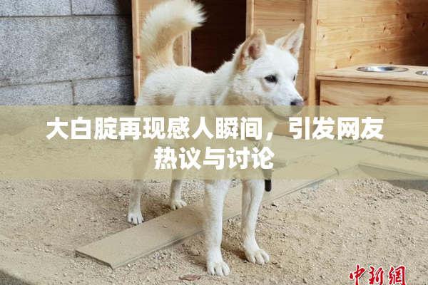大白腚再现感人瞬间，引发网友热议与讨论