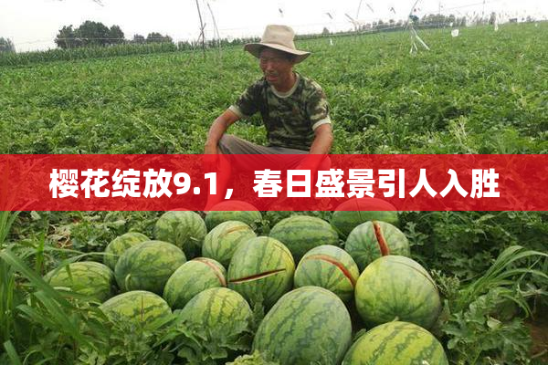 樱花绽放9.1，春日盛景引人入胜