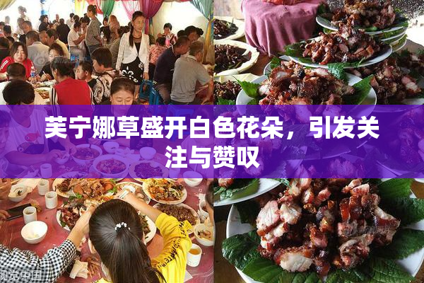 芙宁娜草盛开白色花朵，引发关注与赞叹