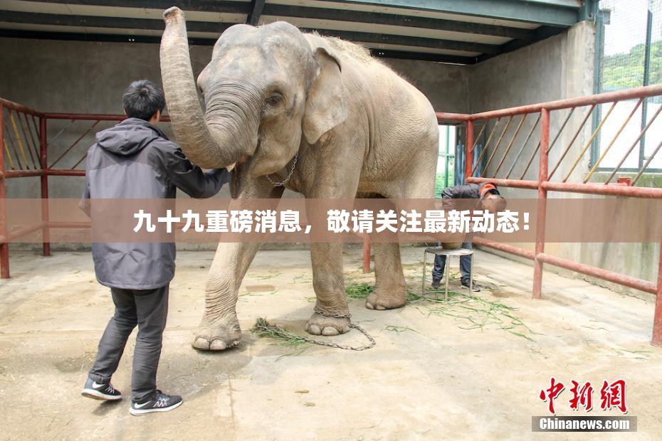 九十九重磅消息，敬请关注最新动态！