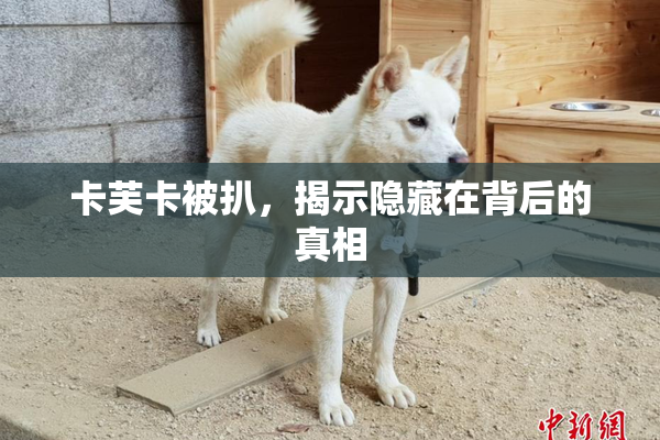 卡芙卡被扒，揭示隐藏在背后的真相