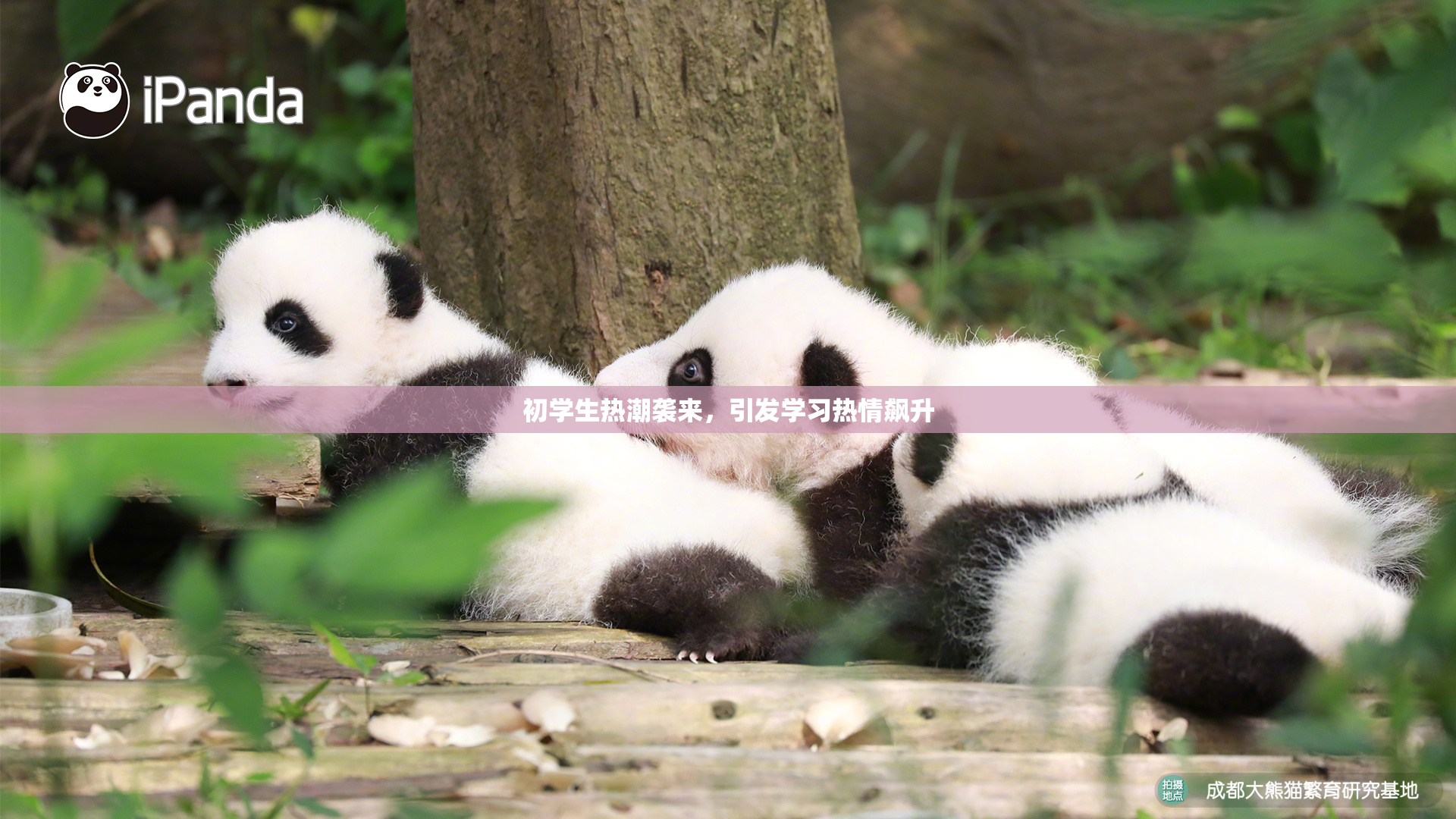 初学生热潮袭来，引发学习热情飙升