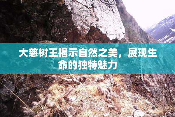 大慈树王揭示自然之美，展现生命的独特魅力