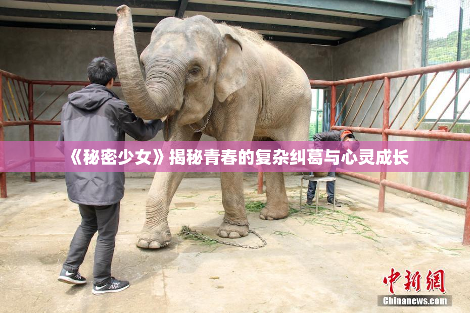 《秘密少女》揭秘青春的复杂纠葛与心灵成长