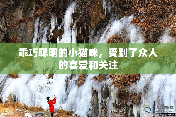 乖巧聪明的小猫咪，受到了众人的喜爱和关注