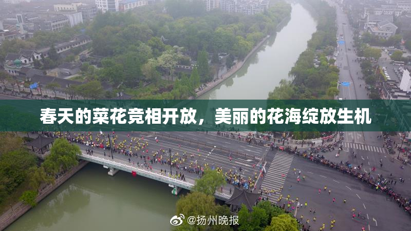 春天的菜花竞相开放，美丽的花海绽放生机