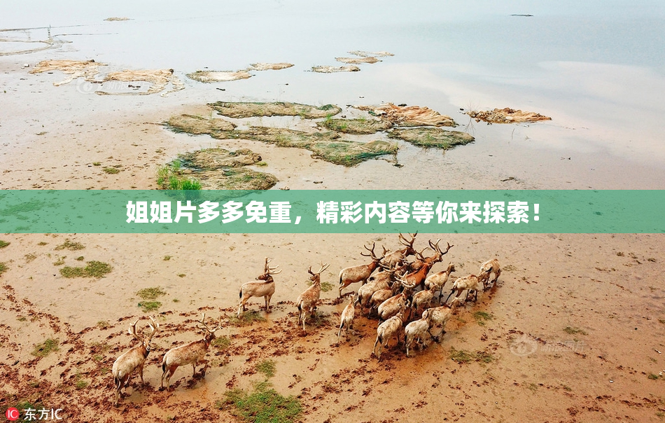 姐姐片多多免重，精彩内容等你来探索！