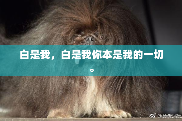 白是我，白是我你本是我的一切。