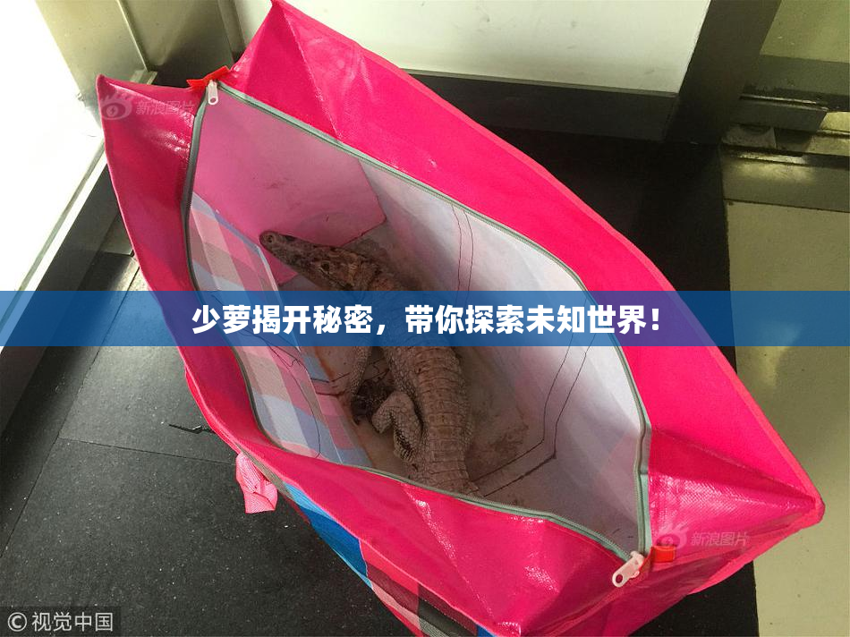 少萝揭开秘密，带你探索未知世界！