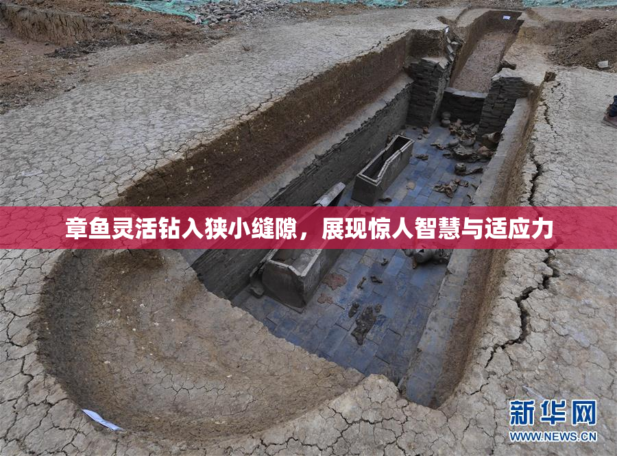 章鱼灵活钻入狭小缝隙，展现惊人智慧与适应力