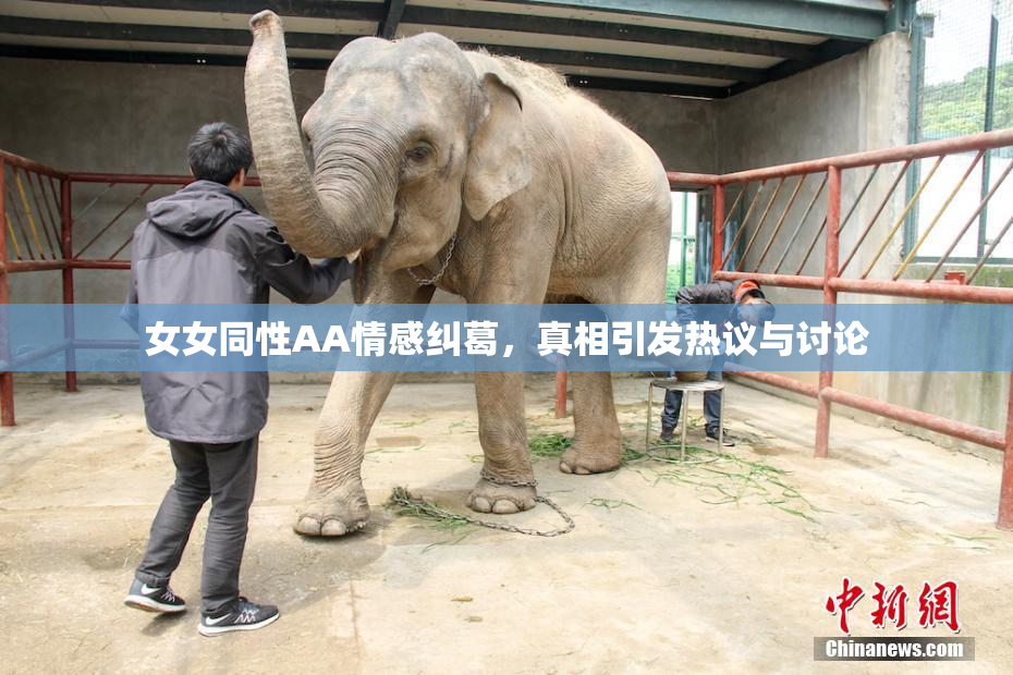 女女同性AA情感纠葛，真相引发热议与讨论