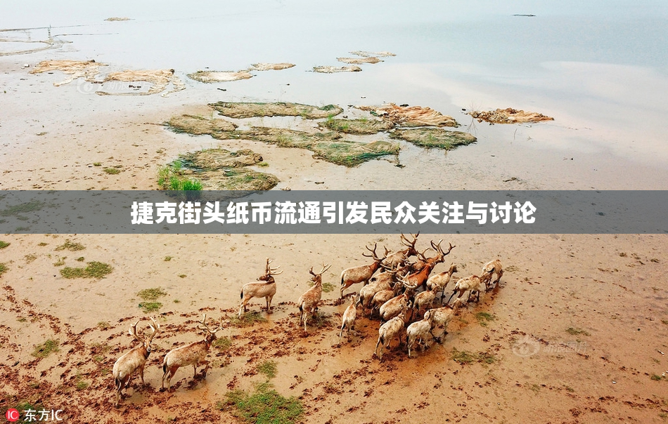 捷克街头纸币流通引发民众关注与讨论