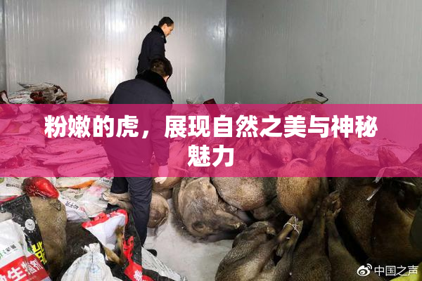 粉嫩的虎，展现自然之美与神秘魅力