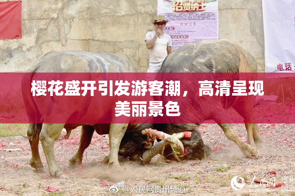 樱花盛开引发游客潮，高清呈现美丽景色