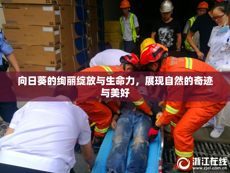 向日葵的绚丽绽放与生命力，展现自然的奇迹与美好