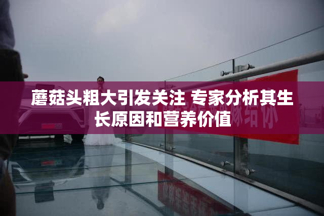 蘑菇头粗大引发关注 专家分析其生长原因和营养价值