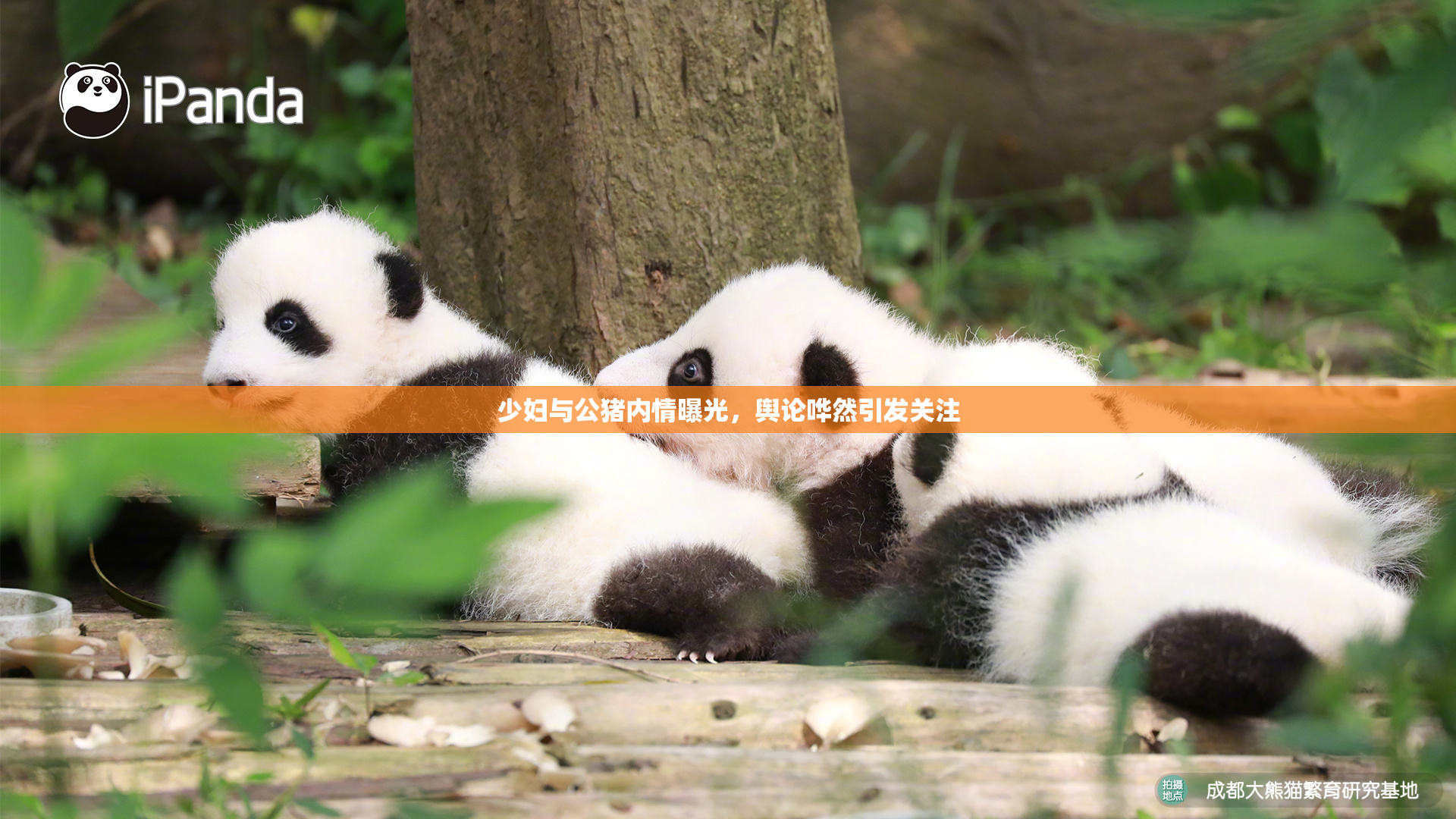 少妇与公猪内情曝光，舆论哗然引发关注