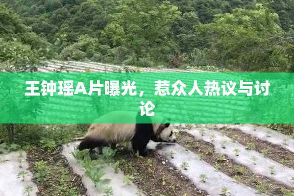 王钟瑶A片曝光，惹众人热议与讨论