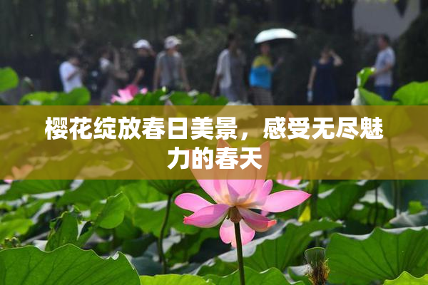 樱花绽放春日美景，感受无尽魅力的春天