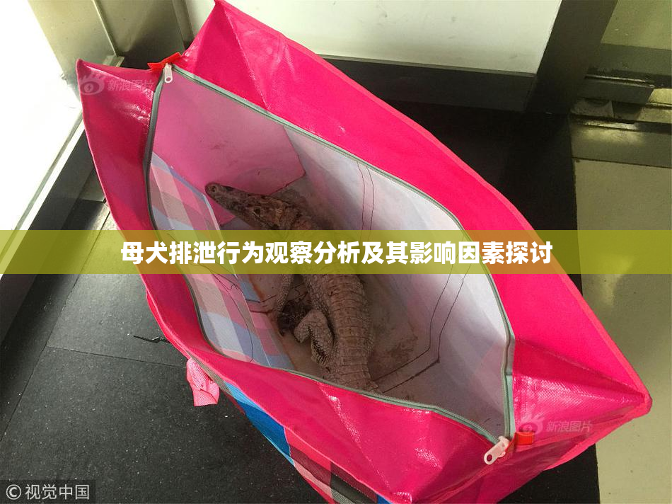 母犬排泄行为观察分析及其影响因素探讨