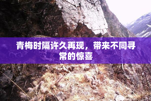 青梅时隔许久再现，带来不同寻常的惊喜