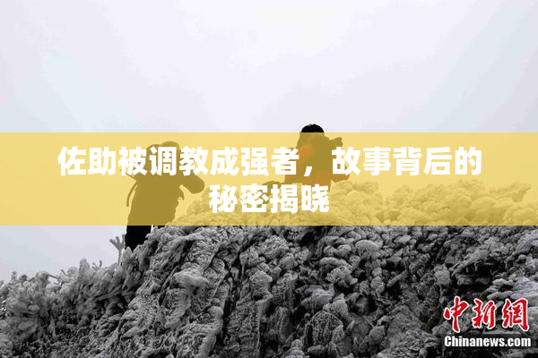 佐助被调教成强者，故事背后的秘密揭晓