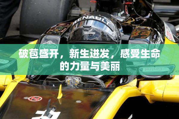 破苞盛开，新生迸发，感受生命的力量与美丽