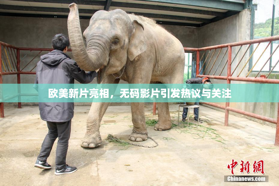 欧美新片亮相，无码影片引发热议与关注