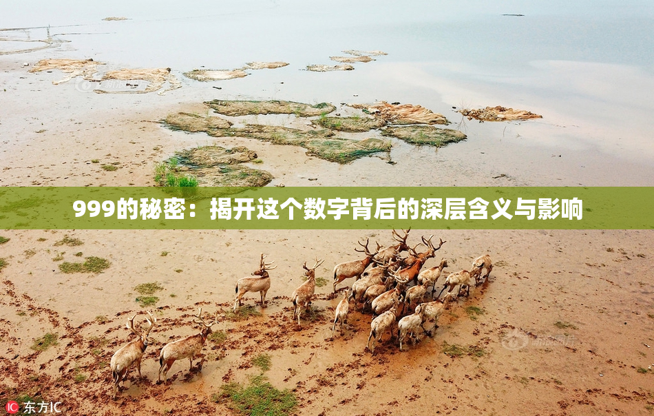 999的秘密：揭开这个数字背后的深层含义与影响