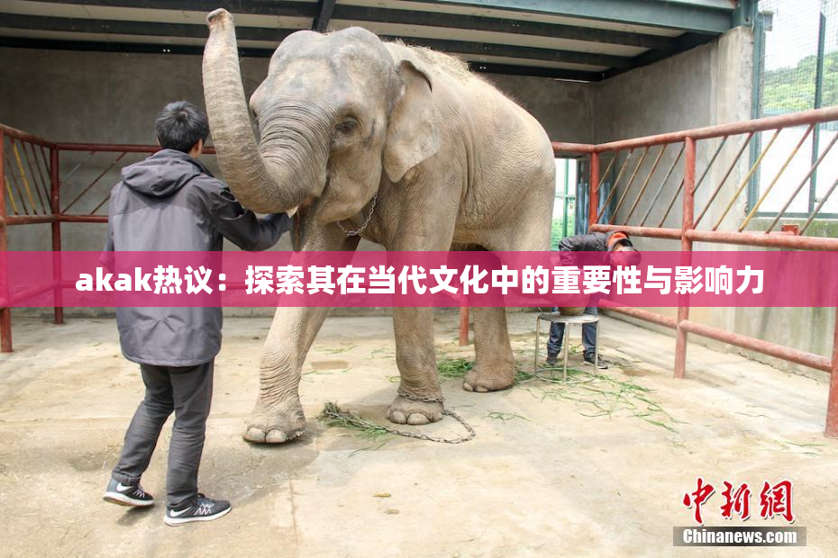 akak热议：探索其在当代文化中的重要性与影响力