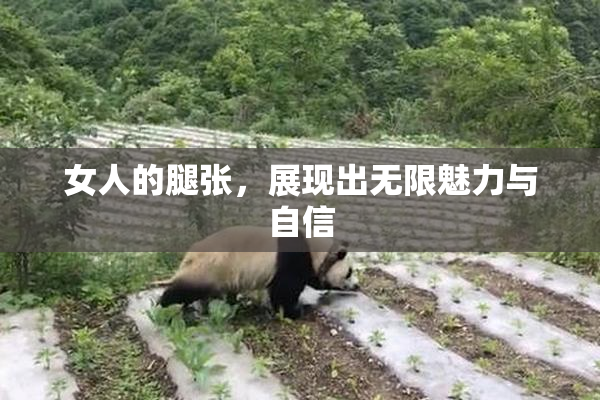 女人的腿张，展现出无限魅力与自信