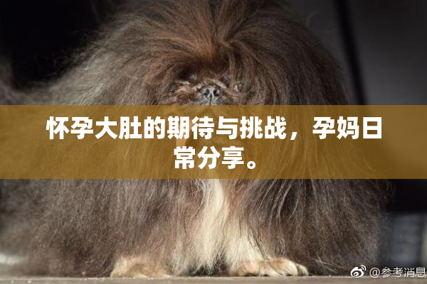 怀孕大肚的期待与挑战，孕妈日常分享。