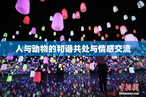 人与动物的和谐共处与情感交流