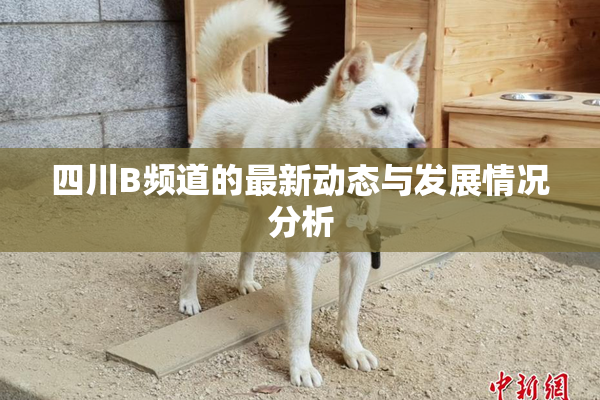 四川B频道的最新动态与发展情况分析