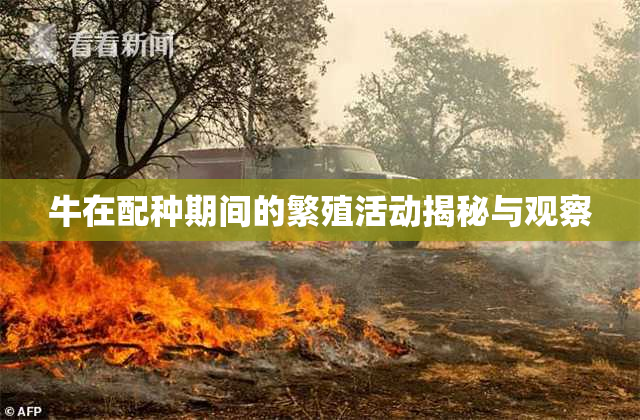 牛在配种期间的繁殖活动揭秘与观察